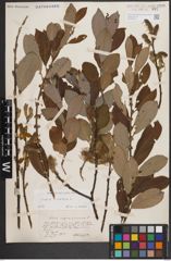 Foto von Salix cinerea L.